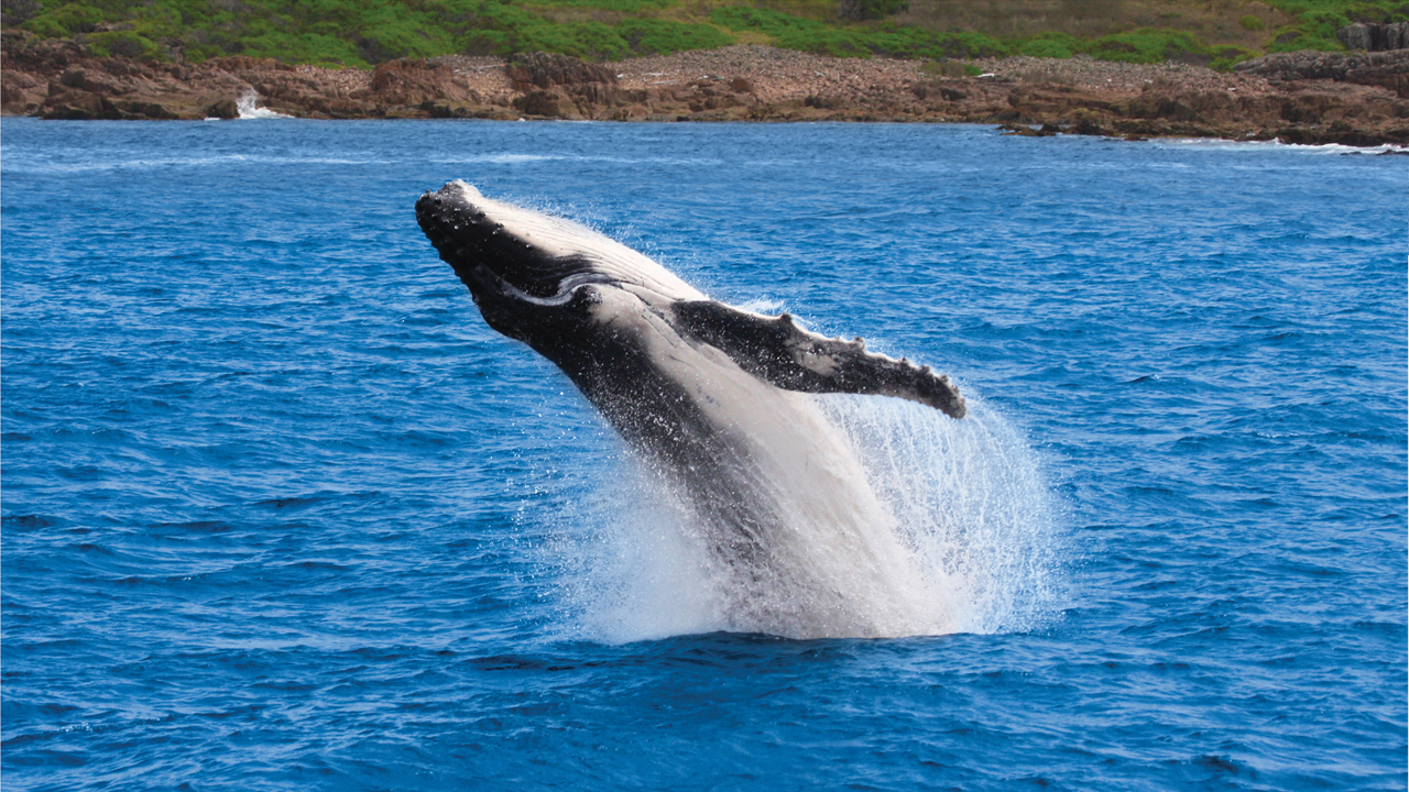 Whale breaching