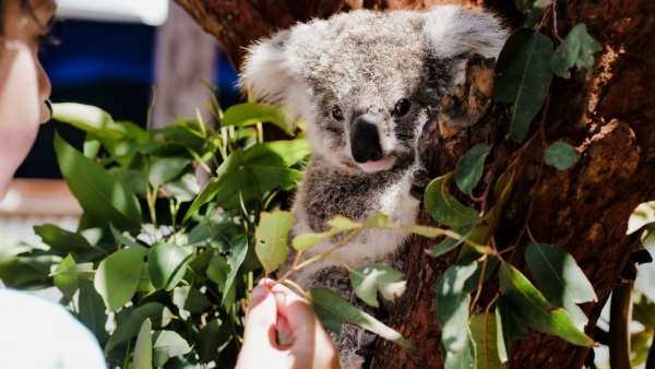 wildlife encounters port stephens 3
