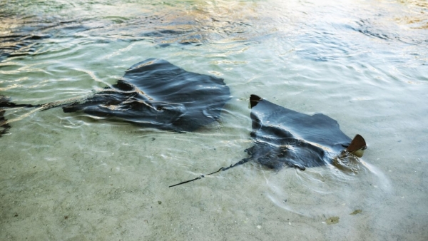 wildlife encounters port stephens 4
