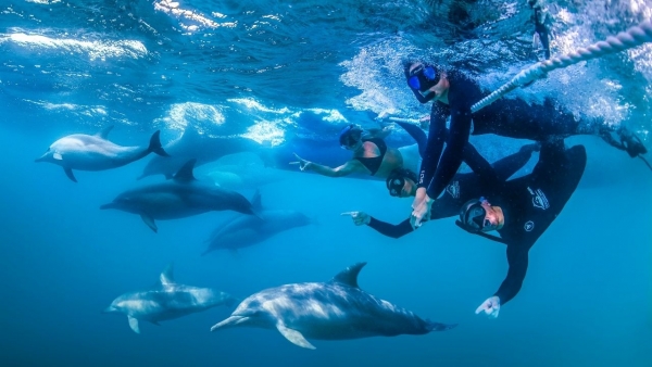 wildlife encounters port stephens 8