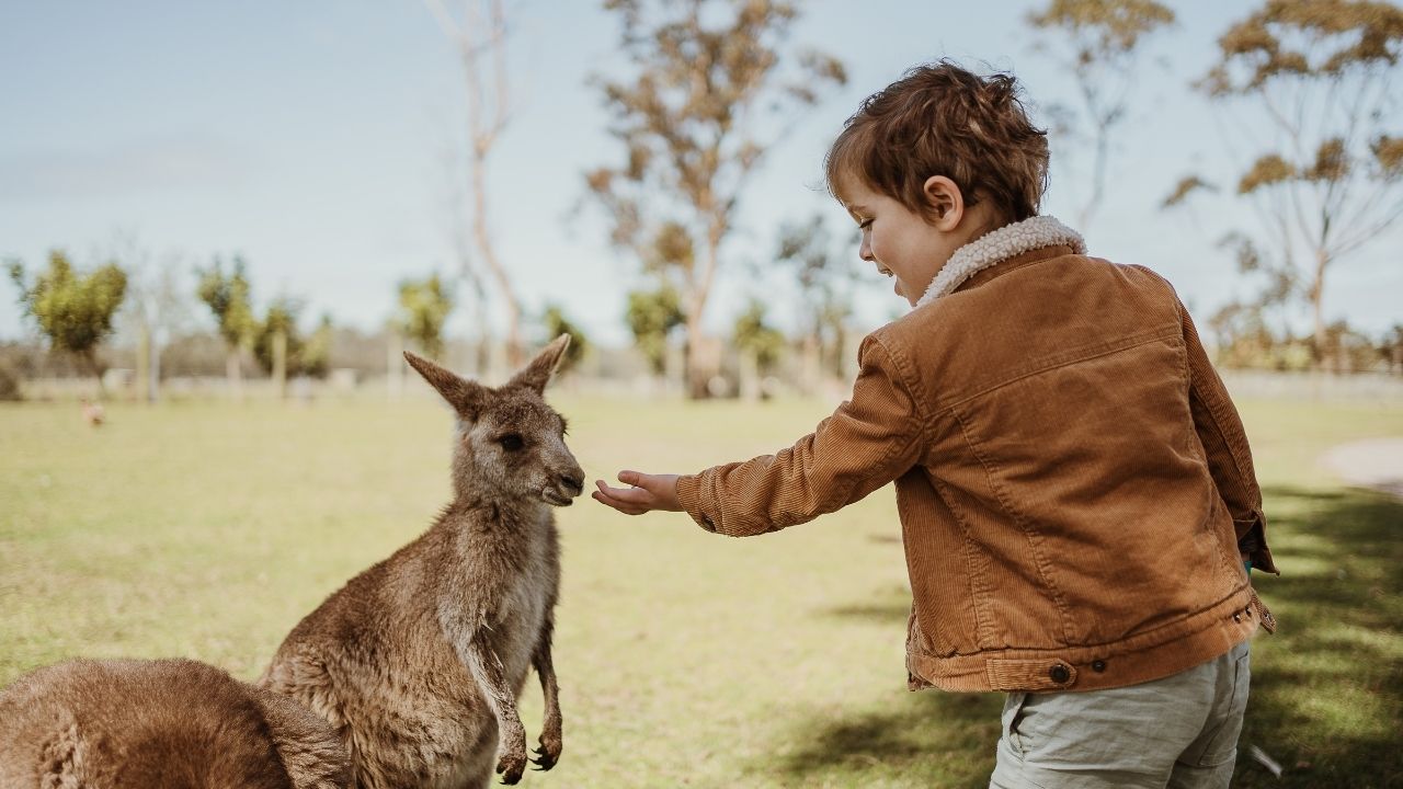 wildlife encounters port stephens 2