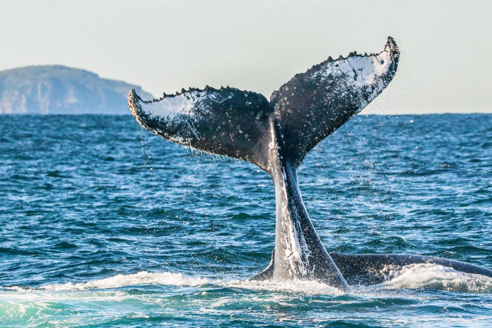 The best spots for whale watching Port Stephens