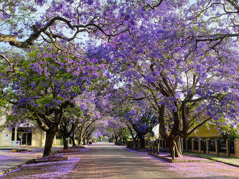 Jacaranda Trees, Raymond Terrace