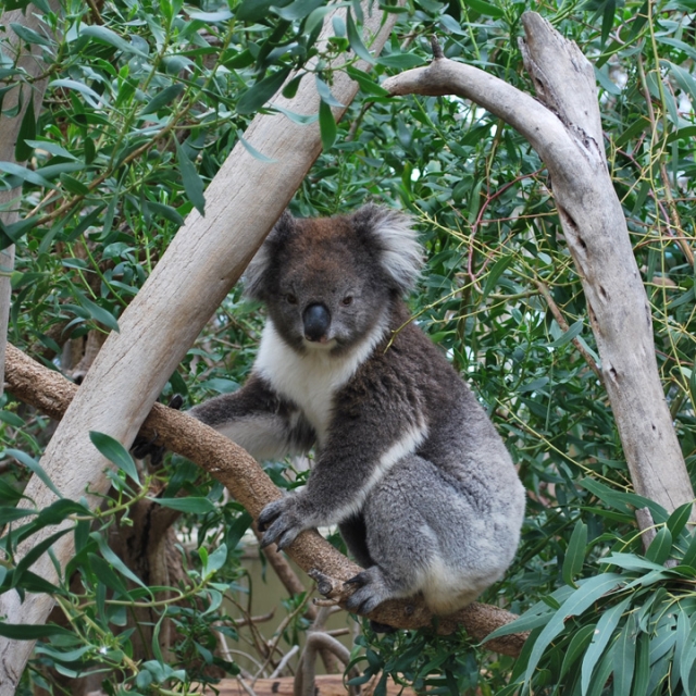 Koala 3