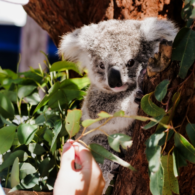 OAKVALE BATCH1 STYLEB 43