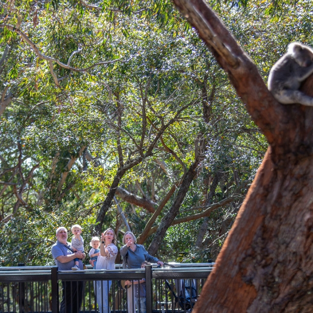 koala viewing platform