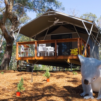 koala in front of tent2