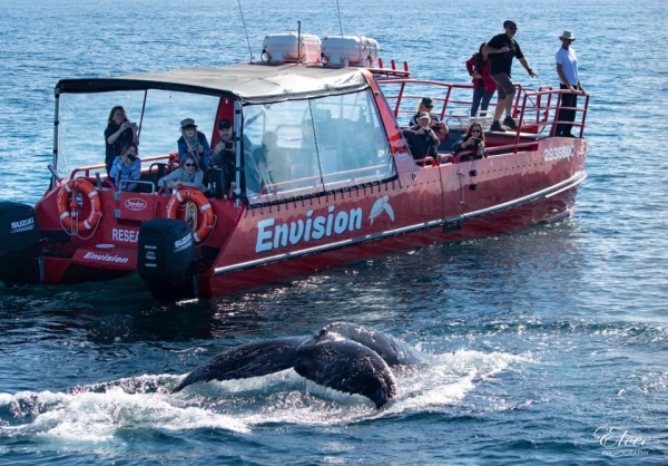envision cruises port stephens nelson bay nsw whal1