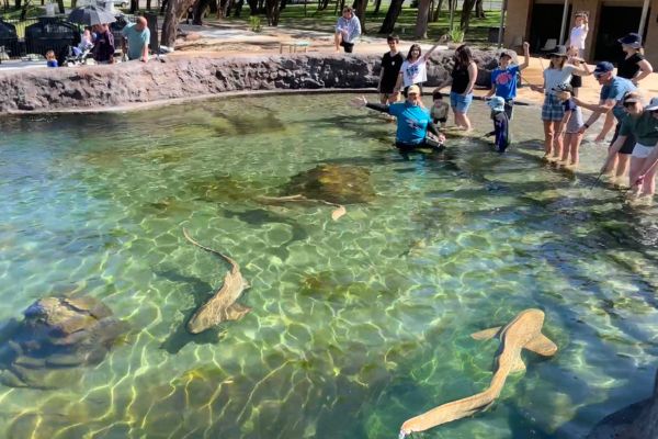 wildlife-encounters-port-stephens-irukandji-shark-ray