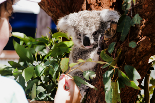 port stephens nature experiences 8